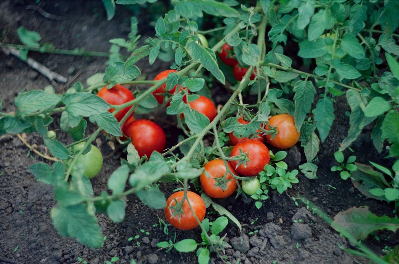 Tomatoes setting on the plant